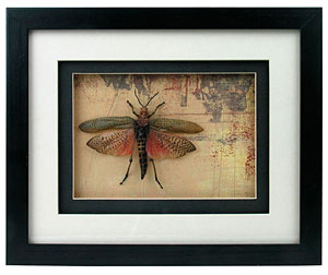 Mounted and Framed King Grasshopper