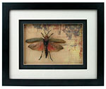 Mounted and Framed King Grasshopper