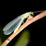 Green Lacewing Beneficial Insects