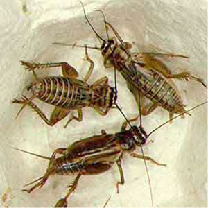 Live Crickets <I>Acheta domestica </I> Pet Food