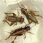 Live Crickets <I>Acheta domestica </I> Pet Food
