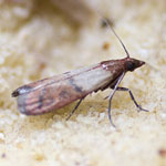 Flour Moths or Pantry Moths