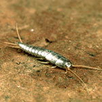 Silverfish Pest Control