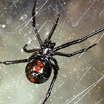 Spiders Home Pest Control