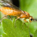 Sawflies and Horntails