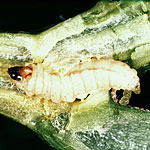 Lepidoptera - Borer Moths