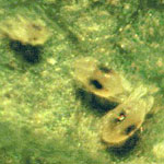 Spidermite Destroyer <I>Stethorus punctillum</I> 100 Adults