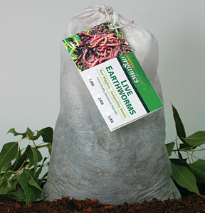 Live Red Wiggler Earthworms - Composting Worms