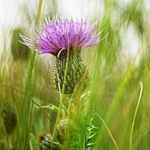 Weed Prevention and Control Information