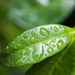 Foliar Feeding Guide