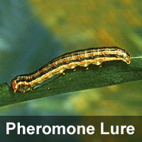 Armyworm, <I>Pseudaletia unipuncta</I> Pheromone Lure