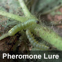 Beet armyworm, <I>Spodoptera exigua</I> Pheromone Lure