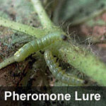 Beet armyworm, <I>Spodoptera exigua</I> Pheromone Lure