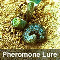 Black cutworm, <I>Agrotis ipsilon</I> Pheromone Lure