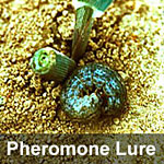 Black cutworm, <I>Agrotis ipsilon</I> Pheromone Lure