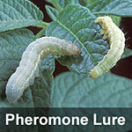 Cabbage looper, <I>Trichoplusia ni</I> Pheromone Lure