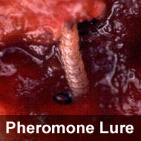 Cherry fruit worm, <I>Grapholita packardi</I> Pheromone Lure