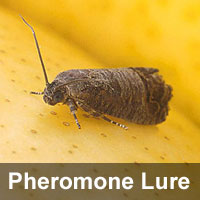 Codling moth <I>Cydia pomonella</I> Pheromone Lure