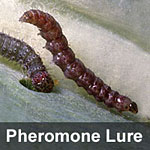 Diamondback moth, <I>Plutella xylostella</I> Pheromone Lure