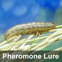 Fall armyworm, <I>Spodoptera frugiperda A Lures