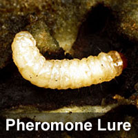 Hickory shuckworm, <I>Cydia caryana</I> Pheromone Lure