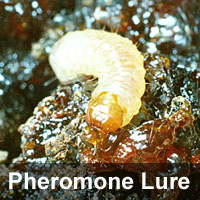 Lesser peachtree borer, <I>Synanthedon pictipes</I> Pheromone Lure