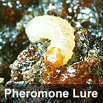 Lesser peachtree borer, <I>Synanthedon pictipes</I> Pheromone Lure