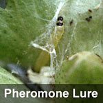 Omnivorous leafroller, <I>Platynota stultana</I> Pheromone Lure