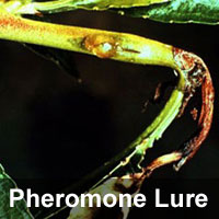 Oriental fruit moth, <I>Grapholita molesta</I> Pheromone Lure