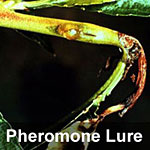 Oriental fruit moth, <I>Grapholita molesta</I> Pheromone Lure