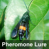 Peach twig borer, <I>Anarsia lineatella</I> Pheromone Lure