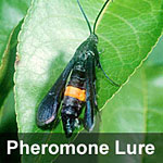 Peach twig borer, <I>Anarsia lineatella</I> Pheromone Lure