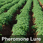 Plum fruit moth, <I>Grapholita funebrana</I> Pheromone Lure