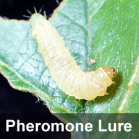 Redbanded leafroller, <I>Argyrotaenia velutinana</I> Pheromone Lure