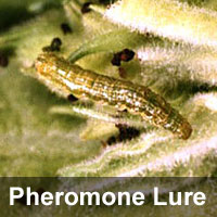 Tobacco budworm, <I>Heliothis virescens</I> Pheromone Lure
