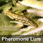 Tobacco budworm, <I>Heliothis virescens</I> Pheromone Lure