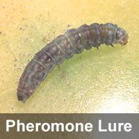 Tomato pinworm, <I>Keiferia lycopersicella</I> Pheromone Lure