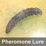 Tomato pinworm, <I>Keiferia lycopersicella</I> Pheromone Lure