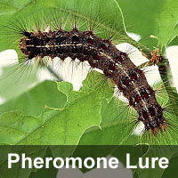 Gypsy moth, <I>Lymantria dispar</I> Pheromone Lure