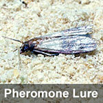 Indian meal moth, <I>Plodia interpunctella</I> Pheromone Lure