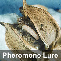 Pink bollworm, <I>Pectinophora gossypiella</I> B Lures