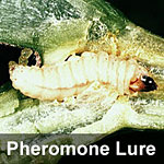 Squash vine borer, <I>Melittia cucurbitae</I> Pheromone Lure