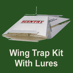 Wing Trap Kit for Artichoke plume moth, <I>Platyptilia carduidactyla</I>