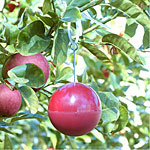 25 Pack - Red Sphere Traps
