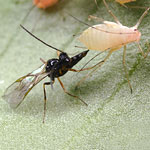 <i>Aphidius ervi</i> Aphid Parasite - 250 Mummies