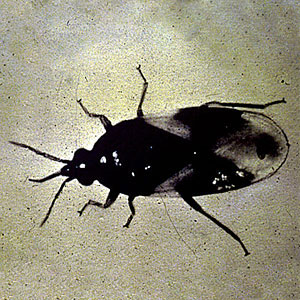 Minute Pirate Bug <I>Orius insidiosus</I> 