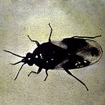 Minute Pirate Bug <I>Orius insidiosus</I> 