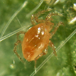 <I>Mesoseiulus longipes</I>, Mite Predator