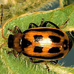 Bean Beetles