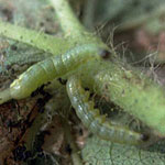 Beet Armyworm